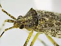 Phytocoris tenuis - photo 5