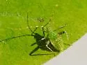 Phytocoris tibialis