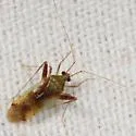 Phytocoris tibialis - photo 2
