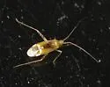 Phytocoris tibialis - photo 3