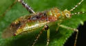 Phytocoris tibialis - photo 4
