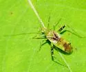 Phytocoris tibialis - photo 5