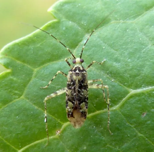 Phytocoris tiliae - photo 2