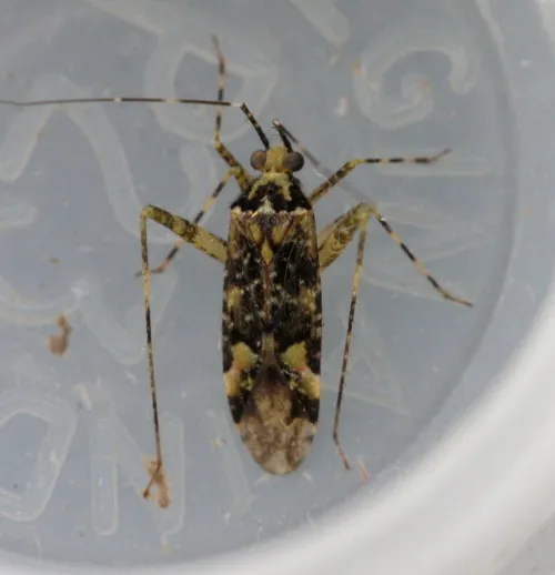 Phytocoris tiliae - photo 3