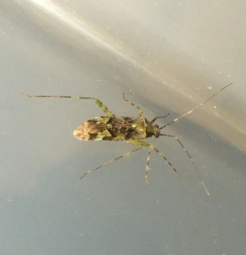 Phytocoris tiliae - photo 4