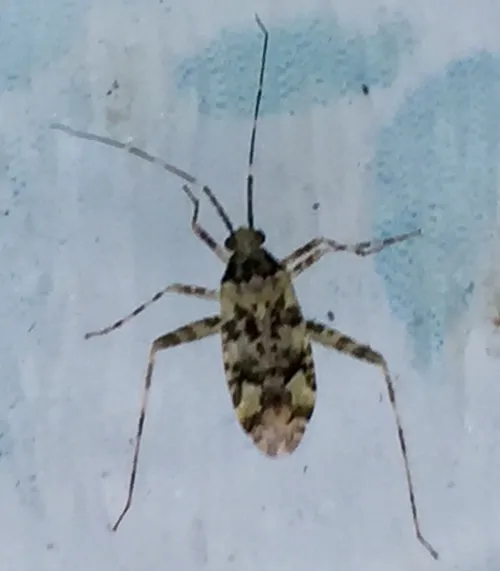 Phytocoris tiliae - photo 5