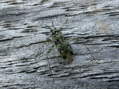 Phytocoris tiliae - photo 6