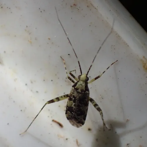 Phytocoris tiliae - photo 7