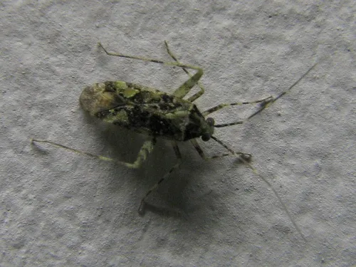 Phytocoris tiliae - photo 8