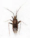 Phytocoris tuberculatus - Phytocoris tuberculatus