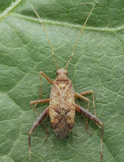 Phytocoris ulmi - photo 2