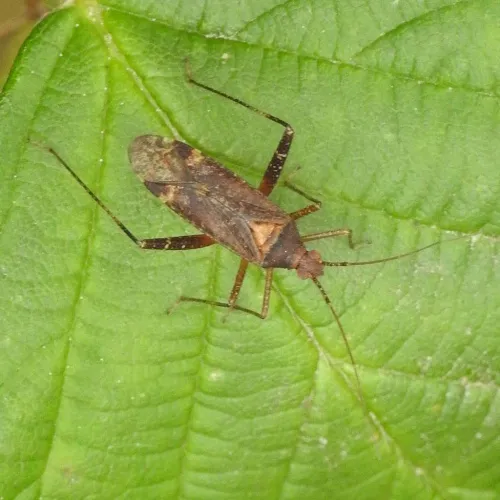 Phytocoris ulmi - photo 3