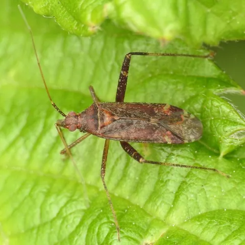 Phytocoris ulmi - photo 4