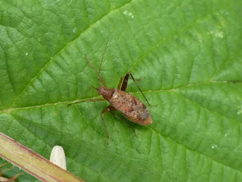 Phytocoris ulmi - photo 7