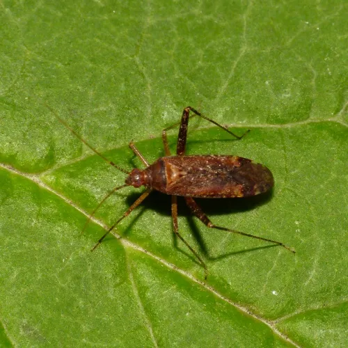 Phytocoris ulmi - photo 8