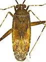 Phytocoris umbrosus - photo 2