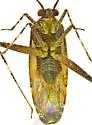 Phytocoris umbrosus - photo 3