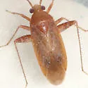 Phytocoris uniformis - photo 2