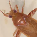Phytocoris uniformis - photo 3