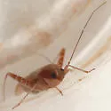 Phytocoris uniformis - photo 4