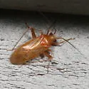 Phytocoris uniformis - photo 5