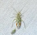 Phytocoris unnamed sp. 1