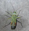 Phytocoris unnamed sp. 1 - photo 2