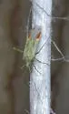 Phytocoris unnamed sp. 1 - photo 3