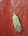 Phytocoris unnamed sp. 1 - photo 4