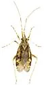 Phytocoris unnamed sp. 3