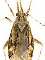 Phytocoris unnamed sp. 3 - photo 2
