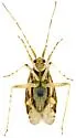 Phytocoris unnamed sp. 3 - photo 3