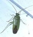 Green Creosote Bug - Phytocoris vanduzeei
