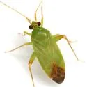 Green Creosote Bug - photo 2