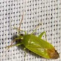 Green Creosote Bug - photo 3