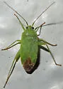 Green Creosote Bug - photo 4