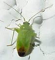 Green Creosote Bug - photo 5