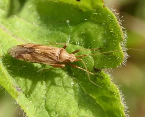 Phytocoris varipes - photo 2