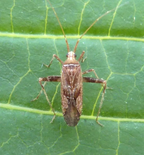 Phytocoris varipes - photo 3