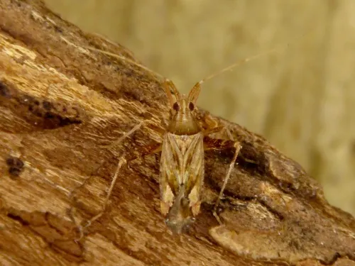 Phytocoris varipes - photo 4