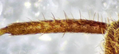 Phytocoris varipes - photo 5