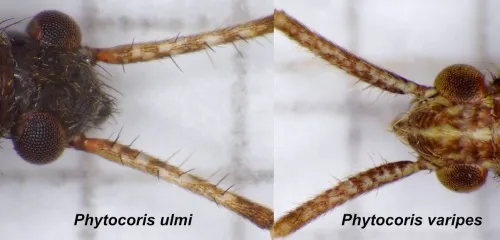 Phytocoris varipes - photo 6