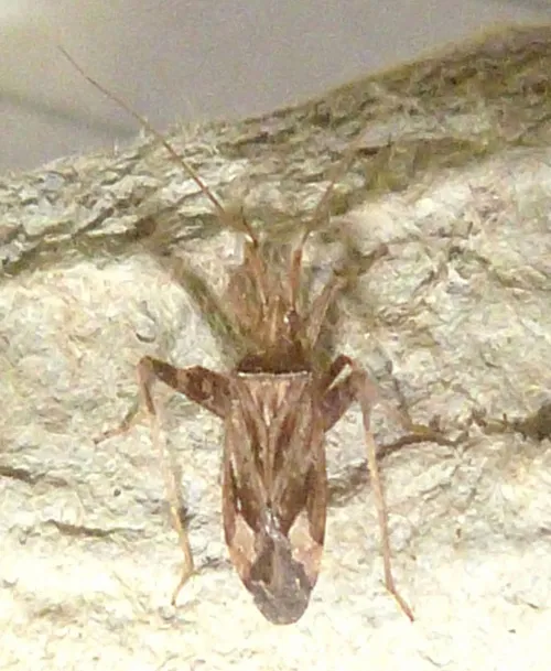 Phytocoris varipes - photo 7