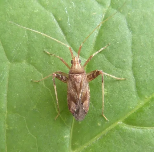 Phytocoris varipes - photo 8
