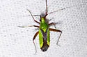 Phytocoris vau - photo 2