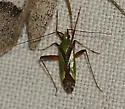 Phytocoris vau - photo 3