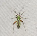Phytocoris vau - photo 4