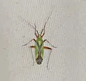 Phytocoris vau - photo 5