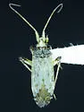 Phytocoris ventralis - photo 2