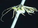 Phytocoris ventralis - photo 3